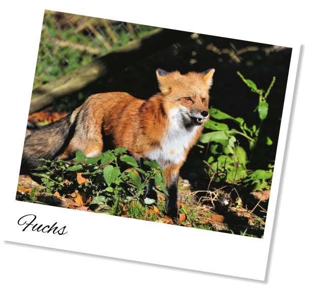 Fuchs