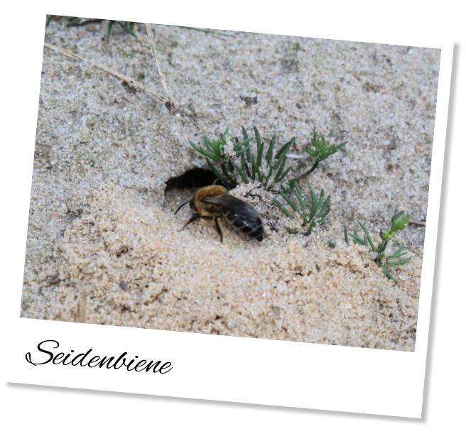 Seidenbiene