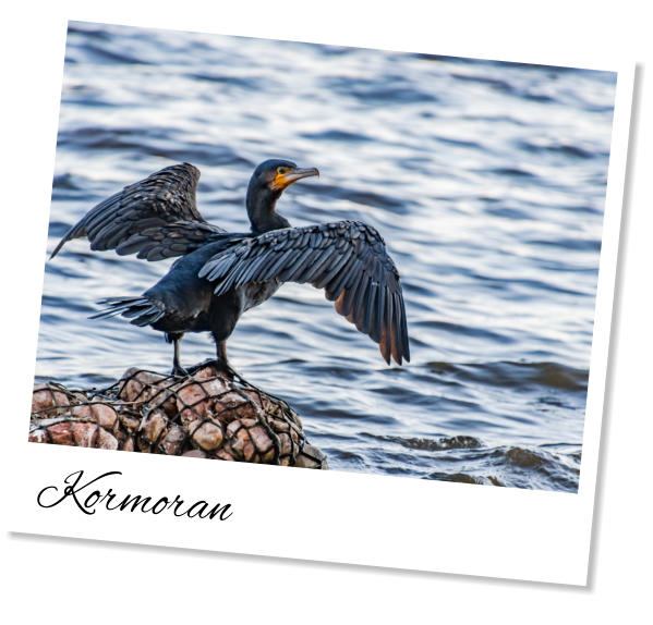 Kormoran