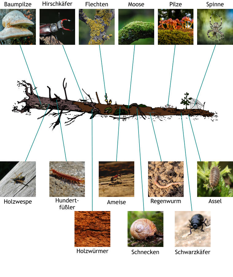 Baumpilze       Hirschkäfer       Flechten       Moose       Pilze       Spinne       Holzwespe       Hundert-füßler       Ameise       Regenwurm       Assel      Schwarzkäfer       Schnecken       Holzwürmer