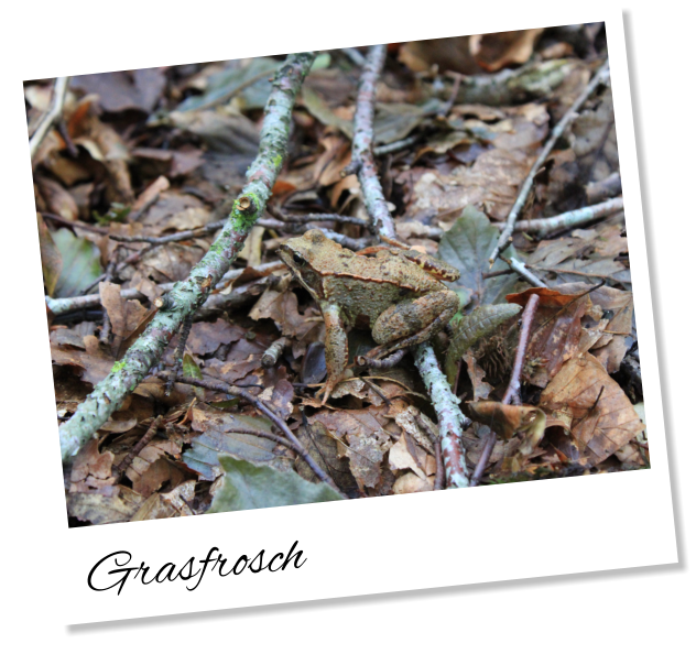 Grasfrosch