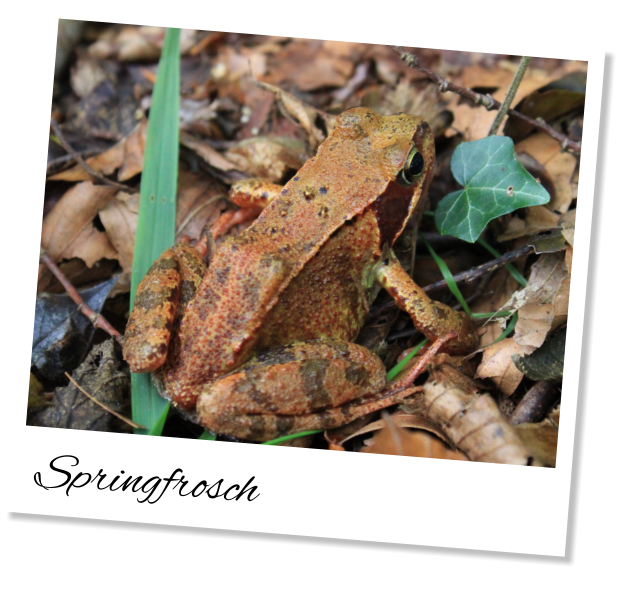 Springfrosch