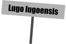 Lugo lugoensis