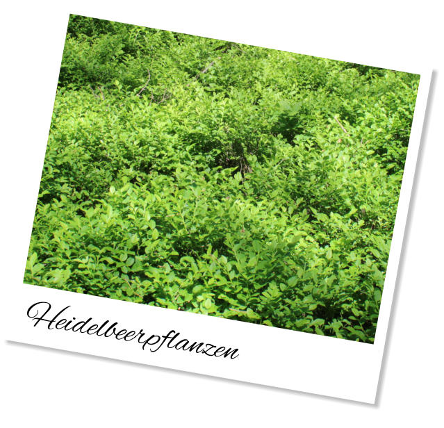 Heidelbeerpflanzen