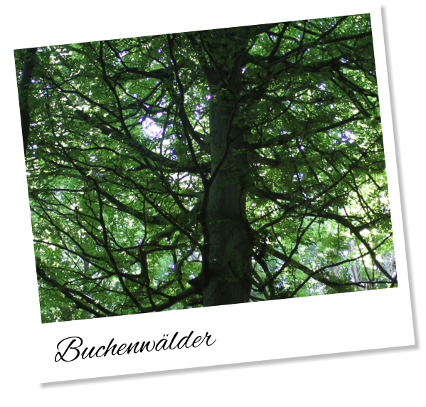 Buchenwälder