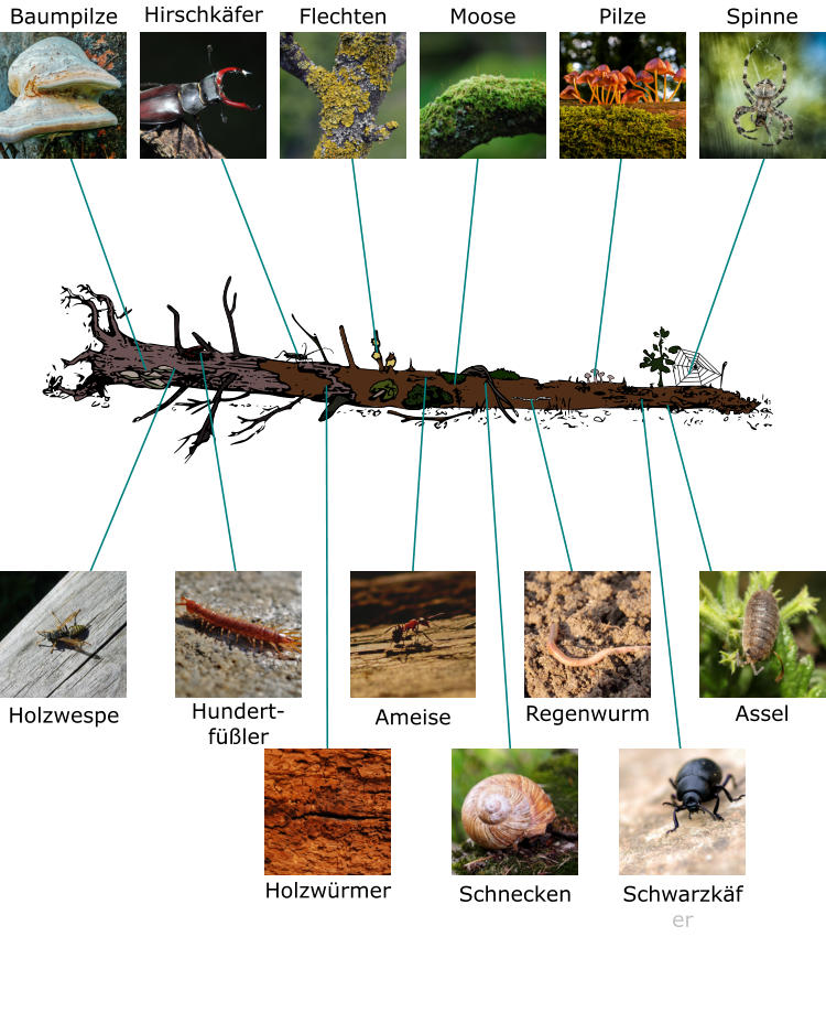 Baumpilze       Hirschkäfer       Flechten       Moose       Pilze       Spinne       Holzwespe       Hundert-füßler       Ameise       Regenwurm       Assel      Schwarzkäfer       Schnecken       Holzwürmer