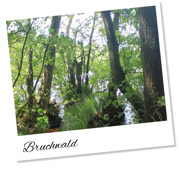 Bruchwald