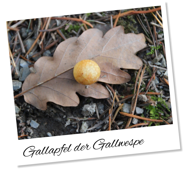 Gallapfel der Gallwespe