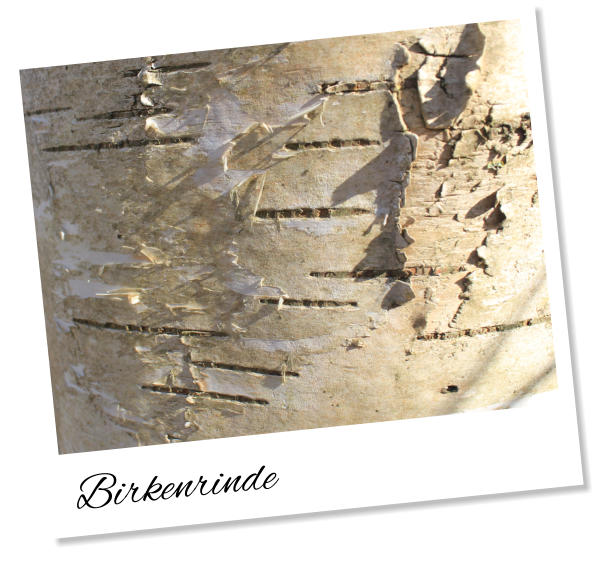 Birkenrinde