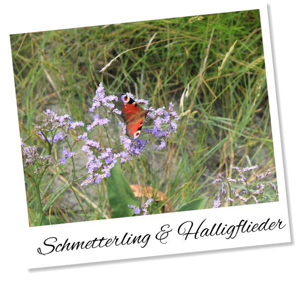Schmetterling & Halligflieder