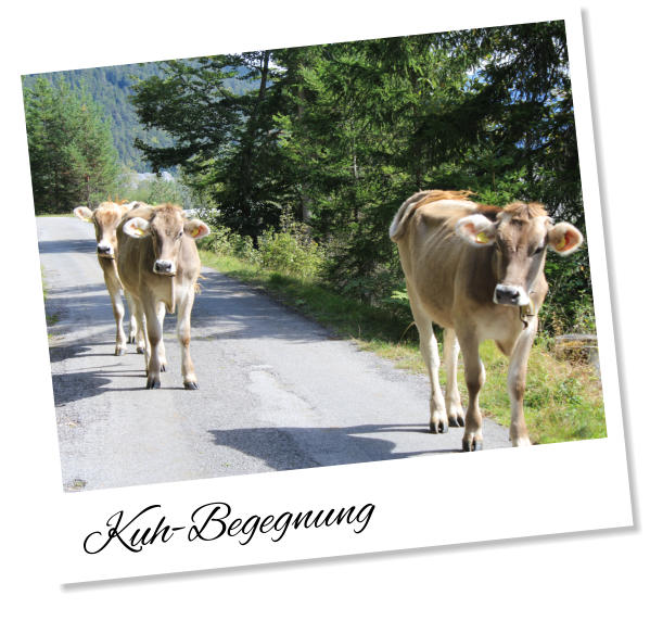 Kuh-Begegnung