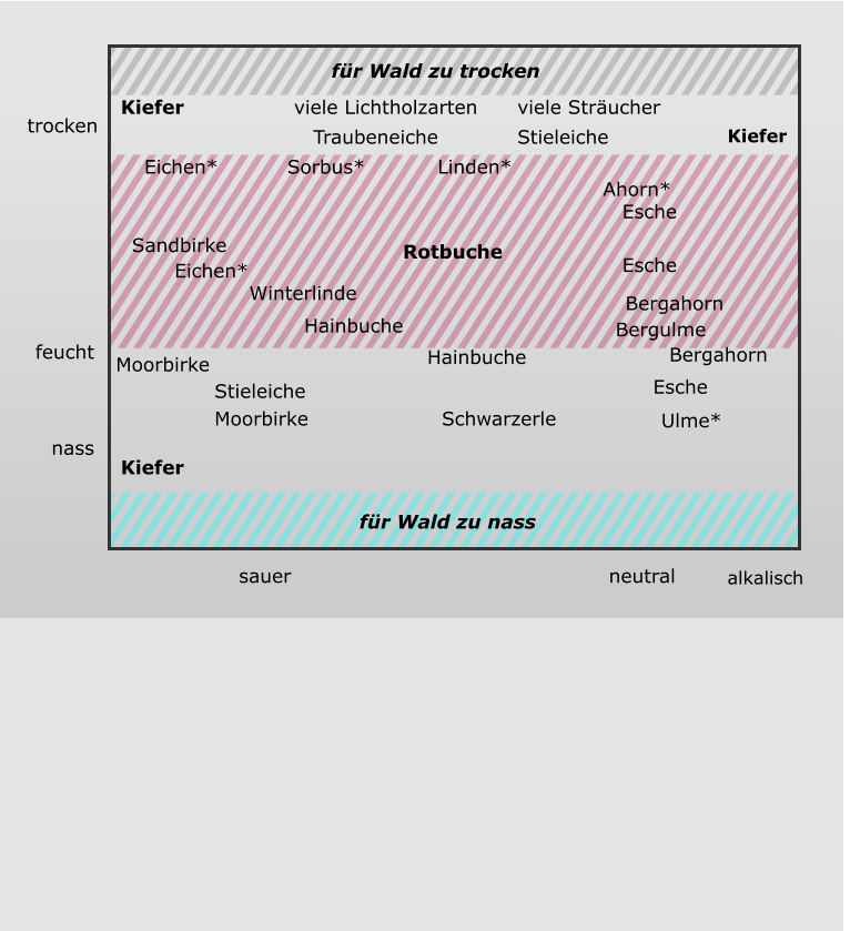 Kiefer Kiefer Kiefer Rotbuche Schwarzerle Moorbirke Esche Hainbuche Bergahorn Ulme* Stieleiche Moorbirke Sandbirke Eichen* Winterlinde Hainbuche Ahorn* Esche Esche Bergulme Bergahorn Eichen* Traubeneiche  viele Lichtholzarten Stieleiche viele Sträucher Sorbus* für Wald zu trocken sauer neutral alkalisch nass feucht trocken für Wald zu nass Linden*