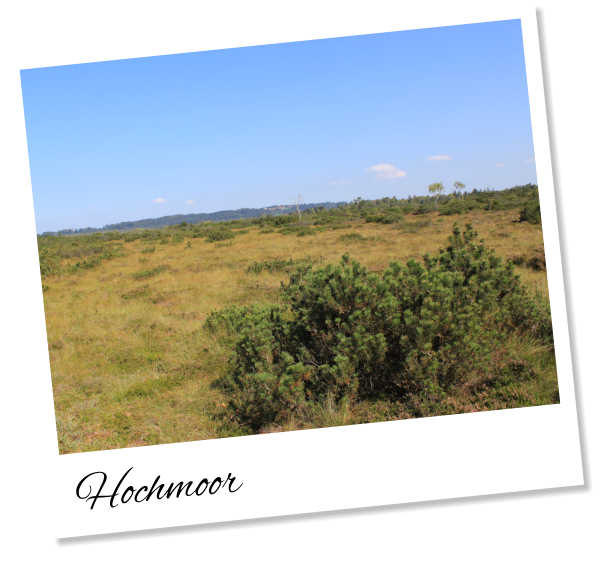 Hochmoor