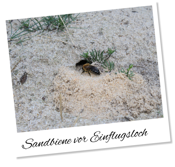 Sandbiene vor Einflugsloch