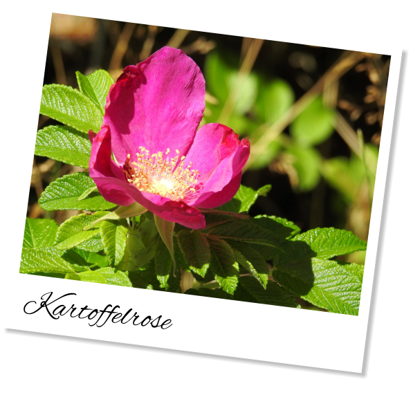 Kartoffelrose