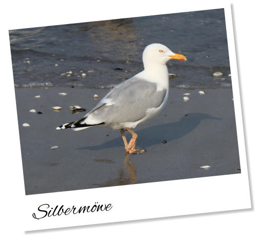 Silbermöwe