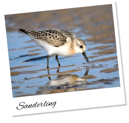 Sanderling