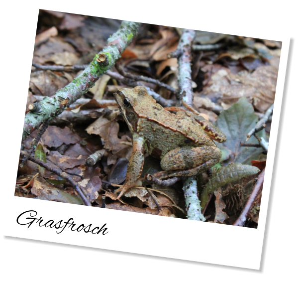 Grasfrosch