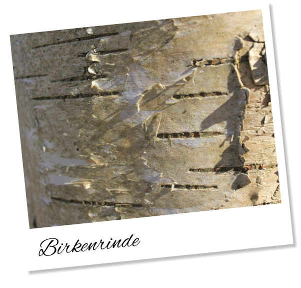 Birkenrinde