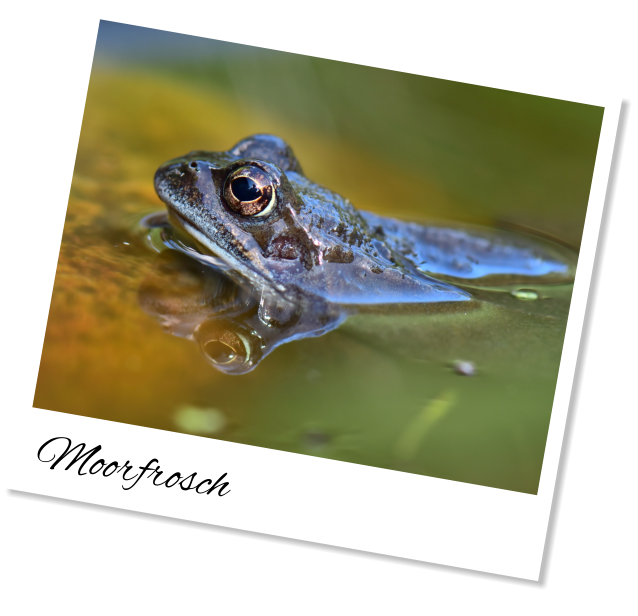 Moorfrosch