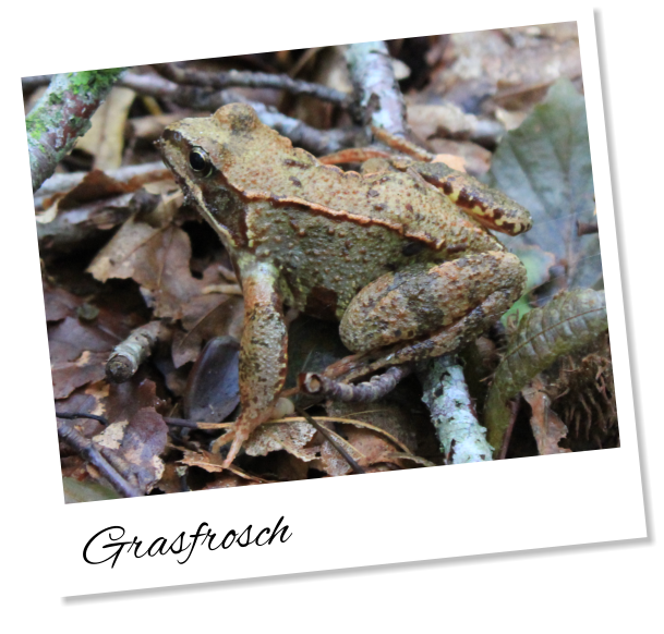 Grasfrosch