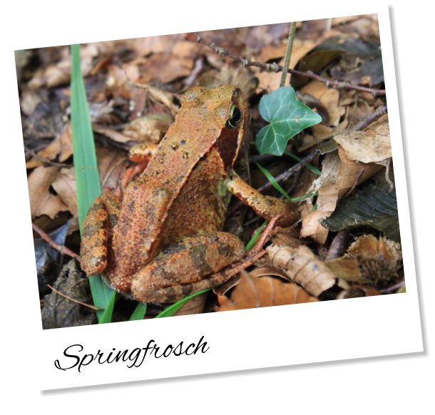 Springfrosch