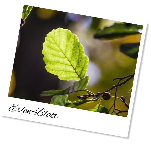 Erlen-Blatt