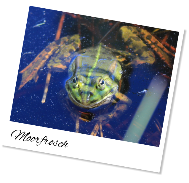 Moorfrosch