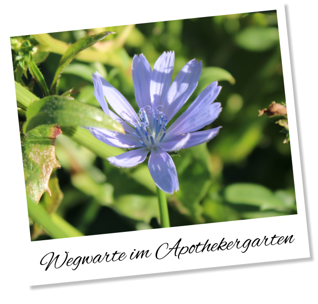 Wegwarte im Apothekergarten